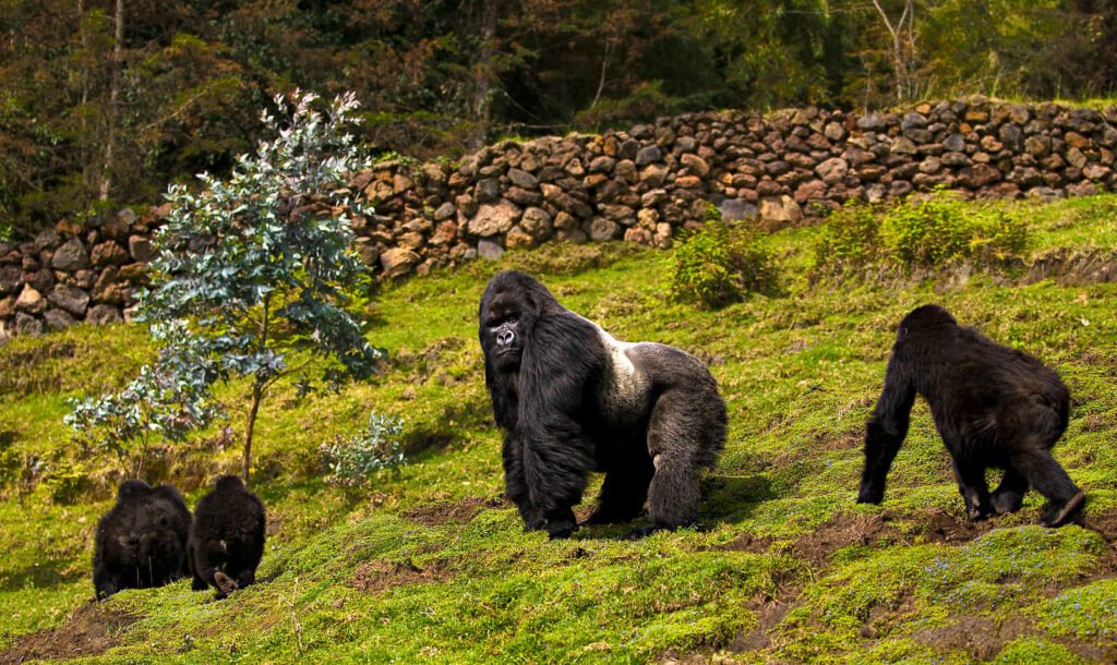 Gorilla family in Bwindi Impenetrable National Park during trekking experience