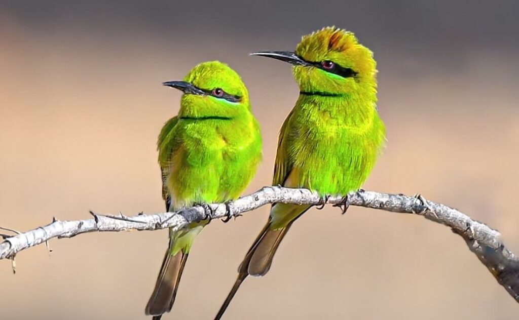 Two African Green Bee-eaters perched together on a branch in Uganda