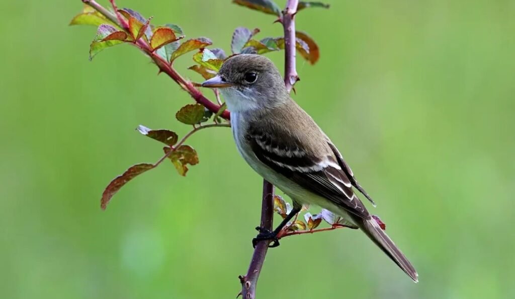 Chapin's Flycatcher perched among leaves in Bwindi forest, one of Uganda's rarest Albertine Rift endemics