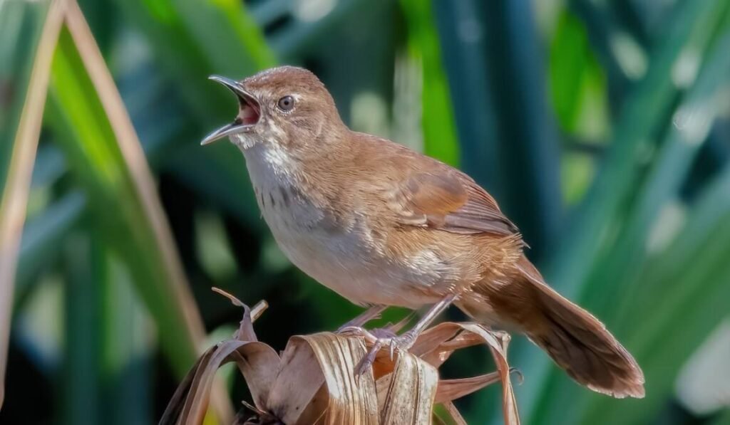 A Grauer's Rush Warbler perched in dense vegetation in Bwindi Impenetrable National Park, Uganda