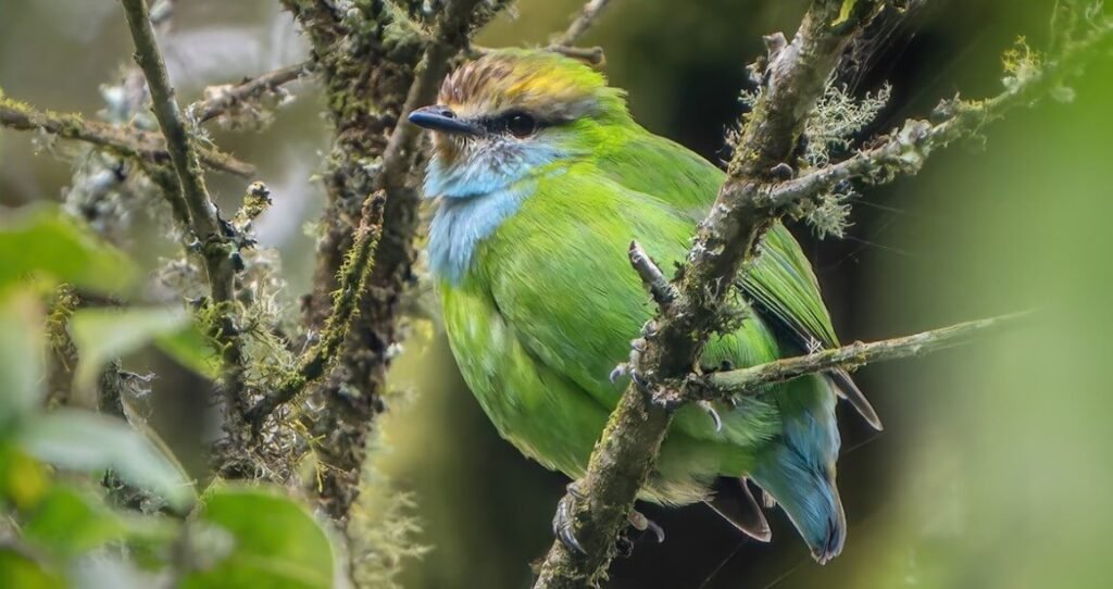 A vivid green broadbill perched on a branch in forest habitat in Uganda
