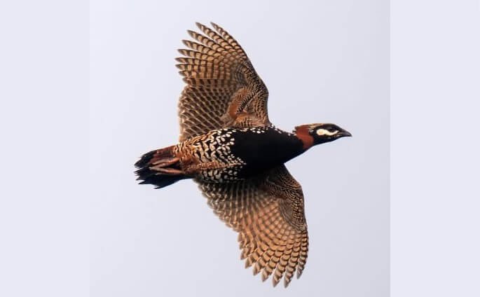 A Handsome Francolin in flight in Bwindi Impenetrable National Park, an endemic species of the Albertine Rift
