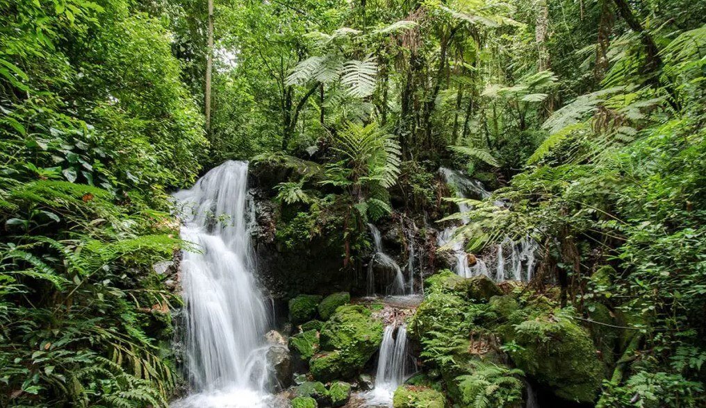 Munyaga waterfall cascading through lush rainforest in Bwindi Impenetrable National Park