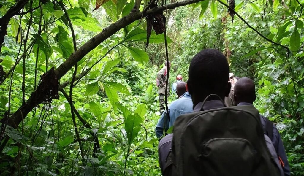 Trekkers hiking through Bwindi Impenetrable Forest on the Rushura Hill trail, Uganda