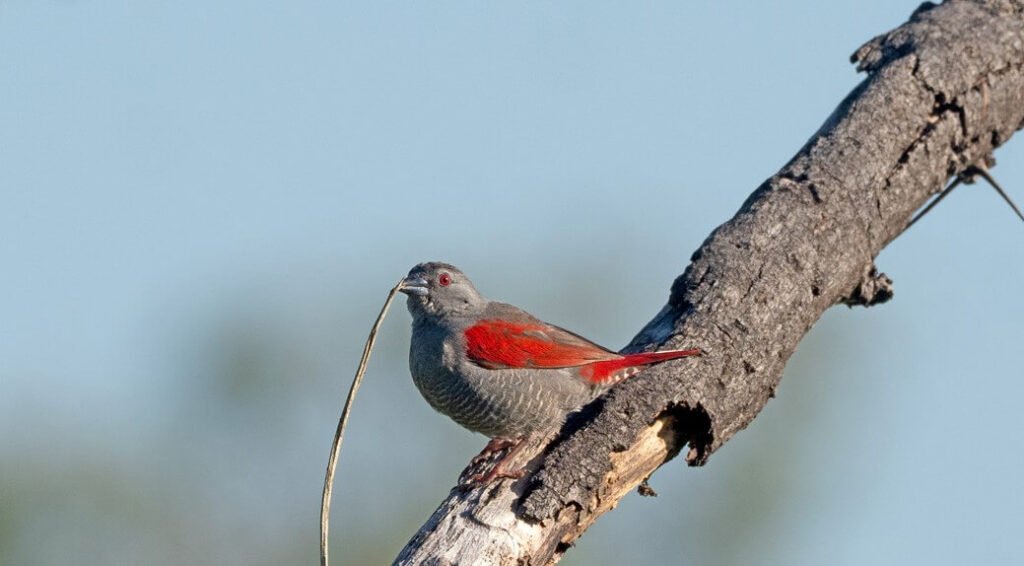 A Shelley's Crimsonwing showing its distinctive red plumage on a branch in Bwindi forest, Uganda