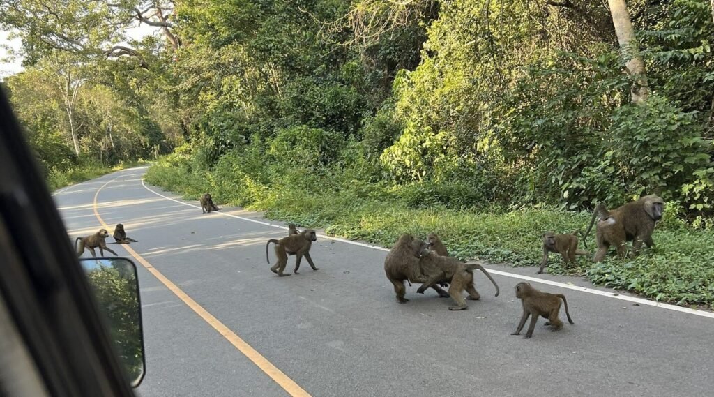 A troop of olive baboons crossing the road inside Murchison Falls National Park, Uganda