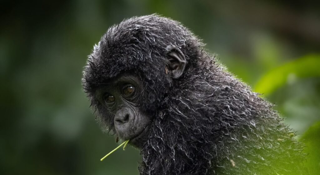A young mountain gorilla foraging in the undergrowth with a small twig in its mouth.