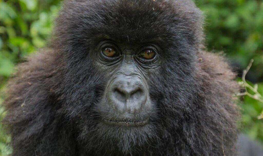 Young mountain gorilla infant in Bwindi Impenetrable Forest