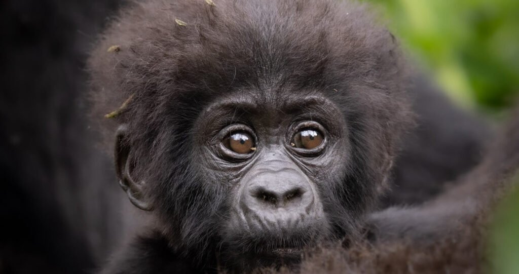 Extreme close-up of a baby mountain gorilla with fuzzy hair and wide, dark eyes looking directly at the camera.