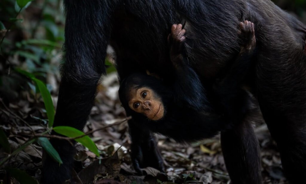 A baby chimpanzee clinging to its mother in the forest of Kibale National Park, Uganda