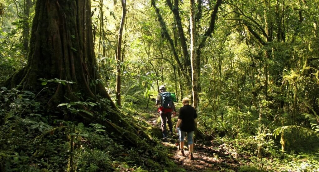 Tourists hiking along the dense forest path of the Batwa Cultural Trail in southwestern Uganda.