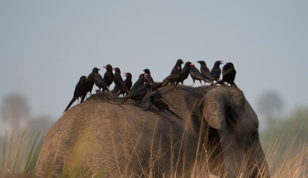 elephant.jpgYellow-billed oxpecker perched on the back of a large African elephant in Uganda
