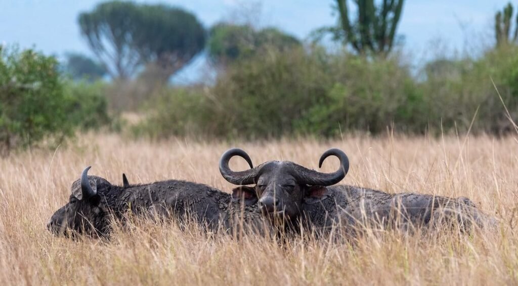 Large herd of African buffalo grazing across dry golden grassland in Queen Elizabeth National Park Uganda