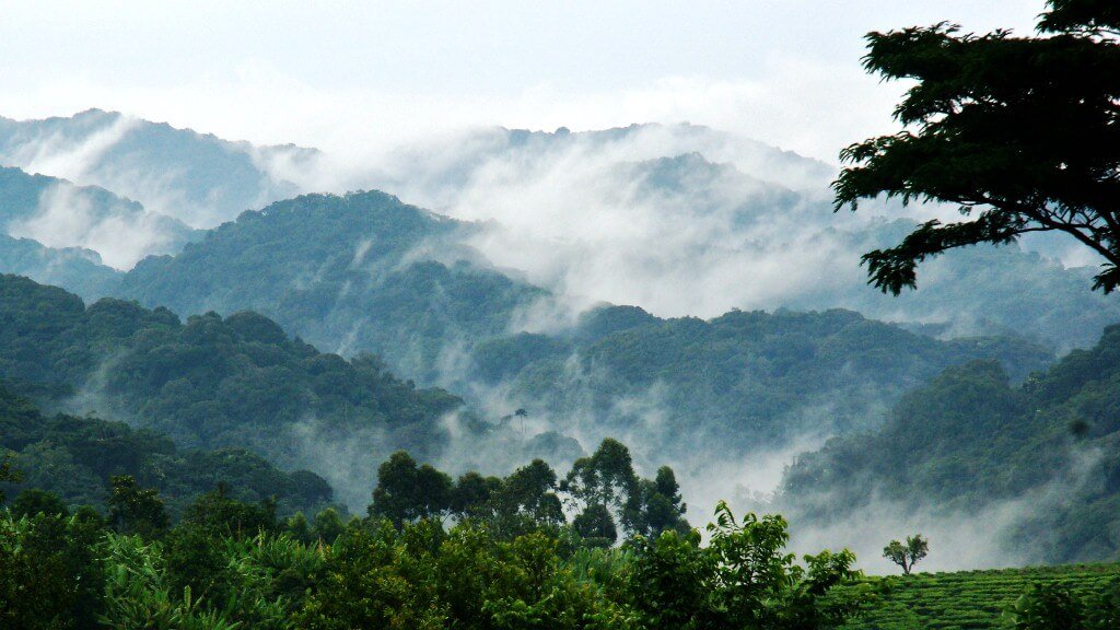 A panoramic view of the Bwindi Impenetrable Forest, showing steep, lush green mountains partially covered in thick morning mist and low-hanging clouds.