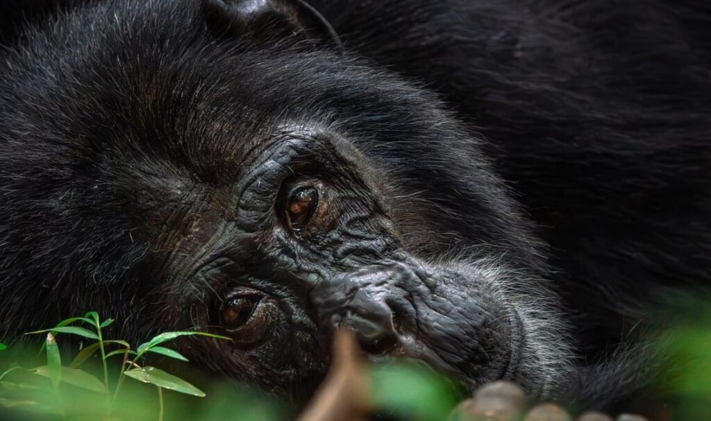 A habituated chimpanzee resting in the undergrowth of Kibale forest during a morning trek