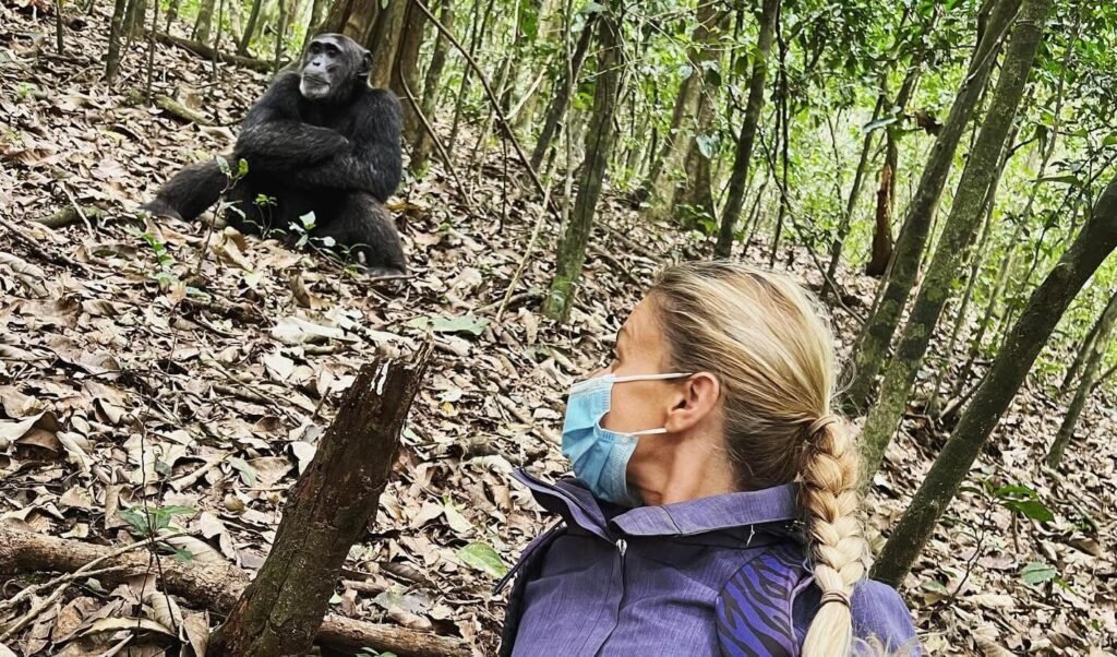 A visitor wearing a protective face mask observes a wild chimpanzee at close range in Kibale forest