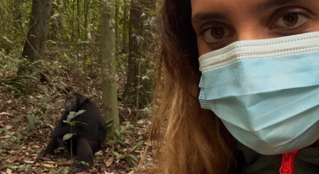 A trekker wearing a face mask stands close to a wild chimpanzee during a Kibale forest trek in Uganda