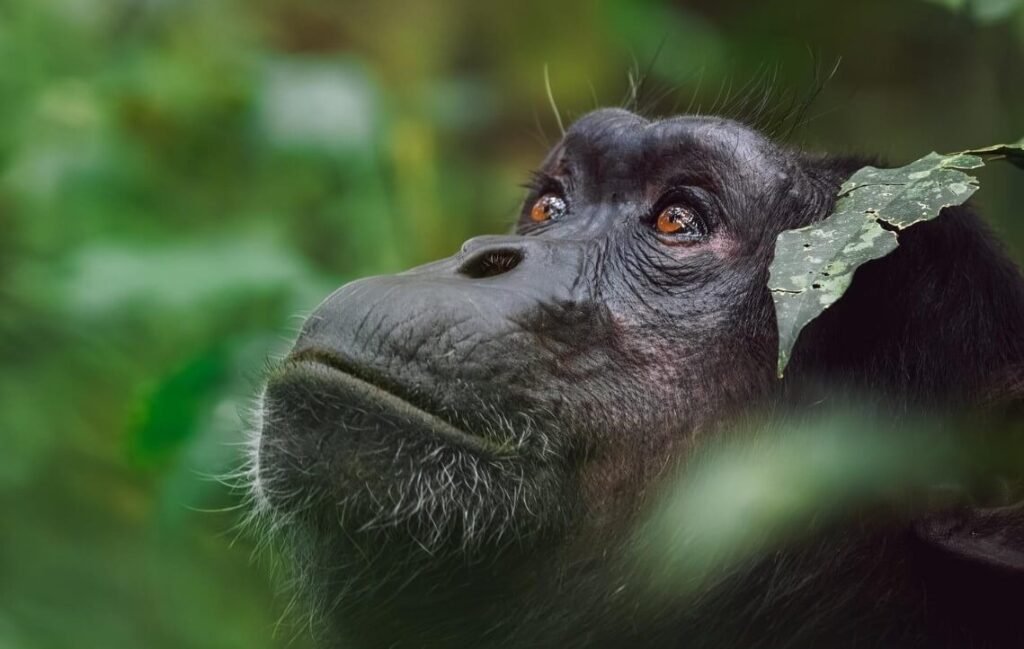 Front-facing portrait of a chimpanzee in Kibale National Park, Uganda