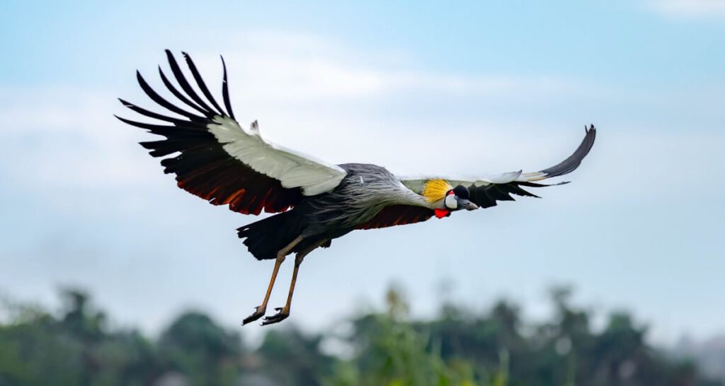 Grey crowned crane in flight, Uganda's national bird, spotted on a Uganda wildlife safari