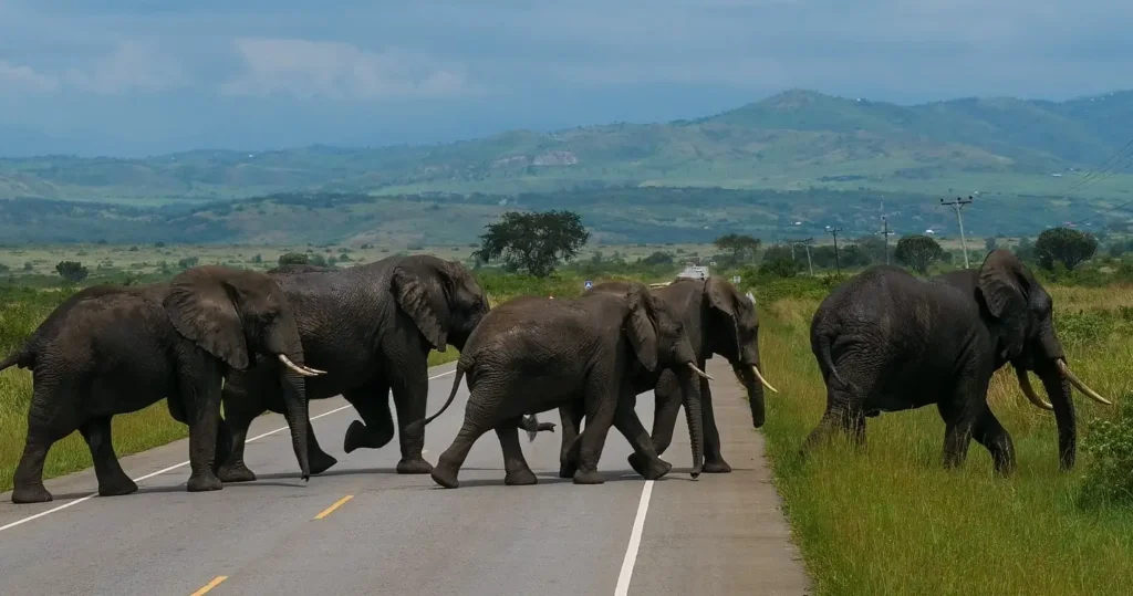 A small herd of African elephants, including juveniles, crosses a paved road in a lush Ugandan landscape with rolling green hills in the distance.