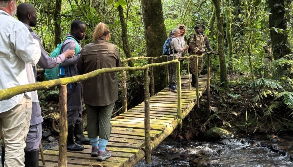 A group of travelers and a local guide crossing a rustic wooden bridge over a jungle stream during a gorilla trek.