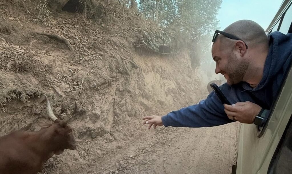 Close-up of a traveler interacting with local cattle during the scenic drive to the gorilla trekking sectors.