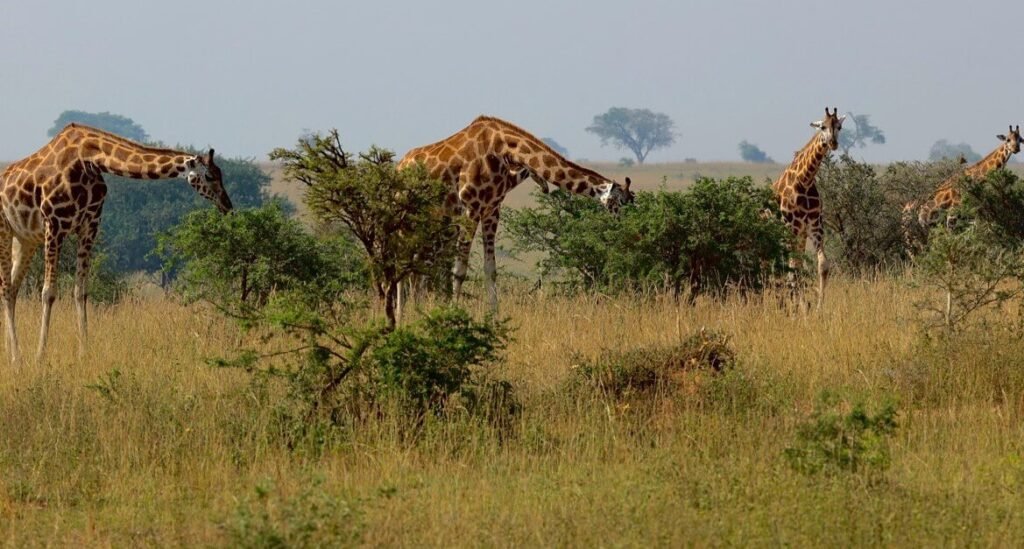 A herd of Rothschild giraffes grazing on the open savanna of Murchison Falls National Park, Uganda
