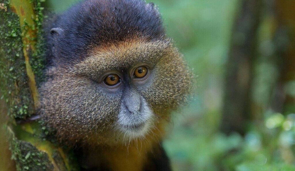 Golden monkey with vivid orange-gold markings in bamboo forest at Mgahinga Gorilla National Park