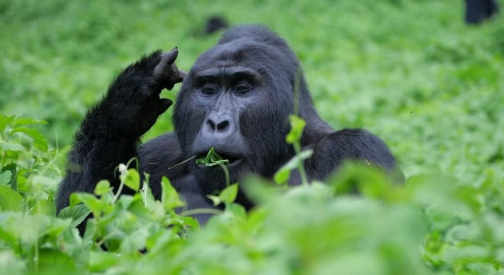 A close-up of a mountain gorilla sitting calmly in the vegetation, resting its head on its hand with a thoughtful expression.