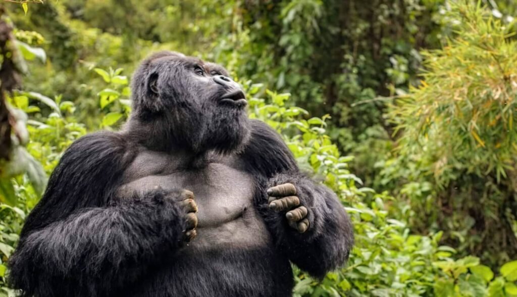 A powerful silverback mountain gorilla standing upright and beating its chest in a display of dominance within a lush Ugandan forest.