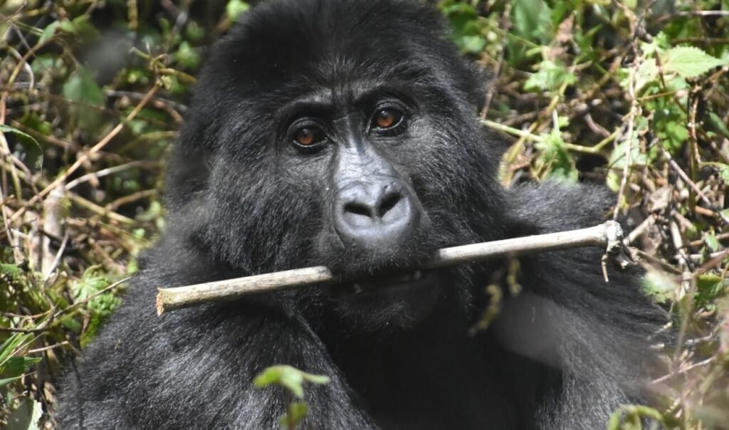 A close-up of a mountain gorilla skillfully using its hands to strip bark or bamboo to eat.