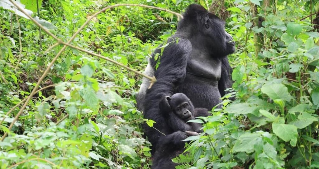 A powerful silverback gorilla sitting upright in a dense thicket of green vines, showcasing the scale and presence of the troop leader.