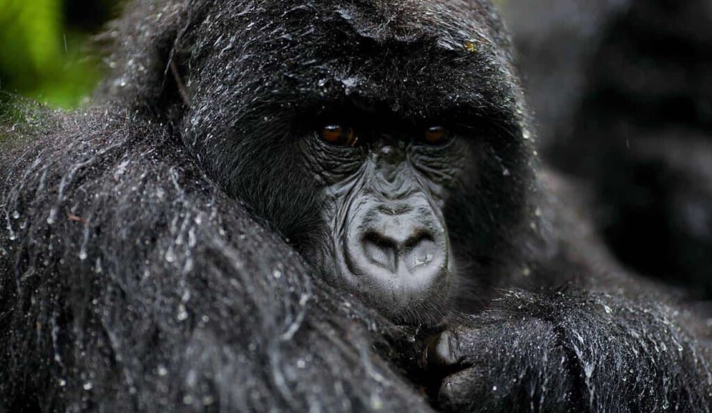 Close-up of a mountain gorilla's face in wet season rain, Bwindi Impenetrable Forest