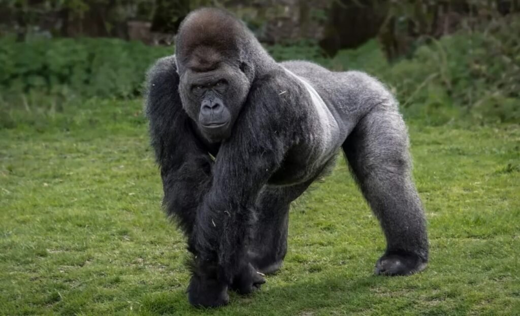 A large mountain gorilla in a knuckle-walking stance, showcasing the muscular build and intense focus typical of a silverback.