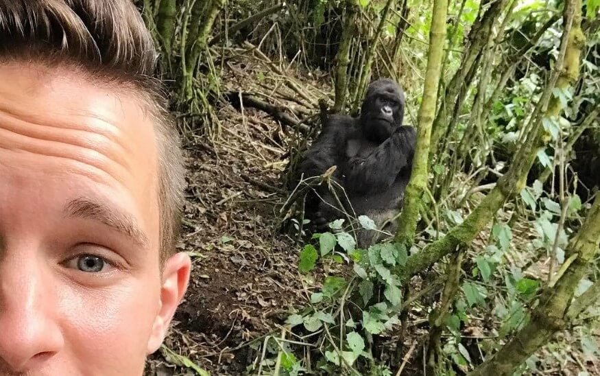 Traveller face-to-face with a mountain gorilla during a trek in Uganda