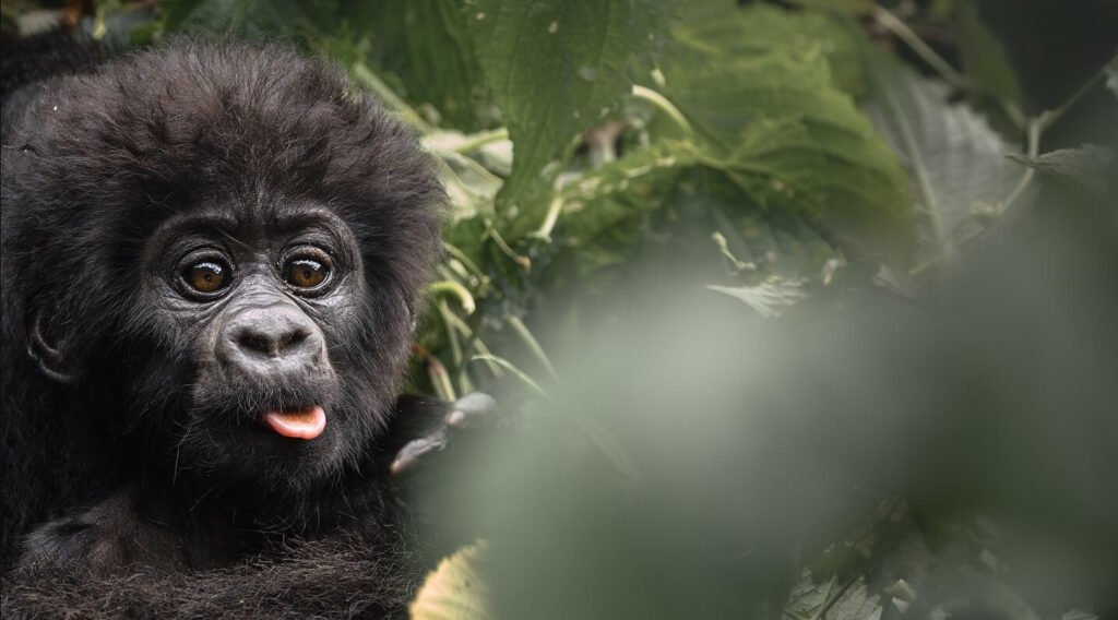 A playful baby mountain gorilla sticking its tongue out while resting in the greenery.