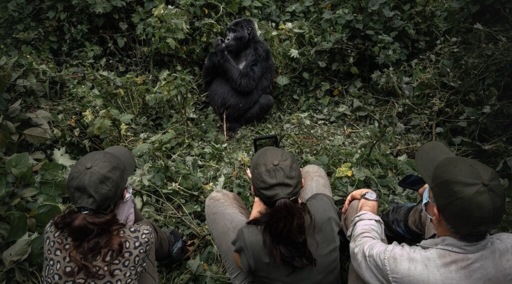 A group of tourists sitting quietly on the forest floor, observing a mountain gorilla just a few meters away.