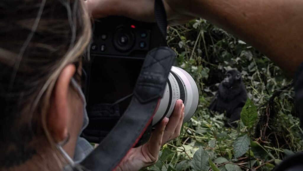 Over-the-shoulder shot of a photographer using a professional camera to capture a mountain gorilla in the wild.