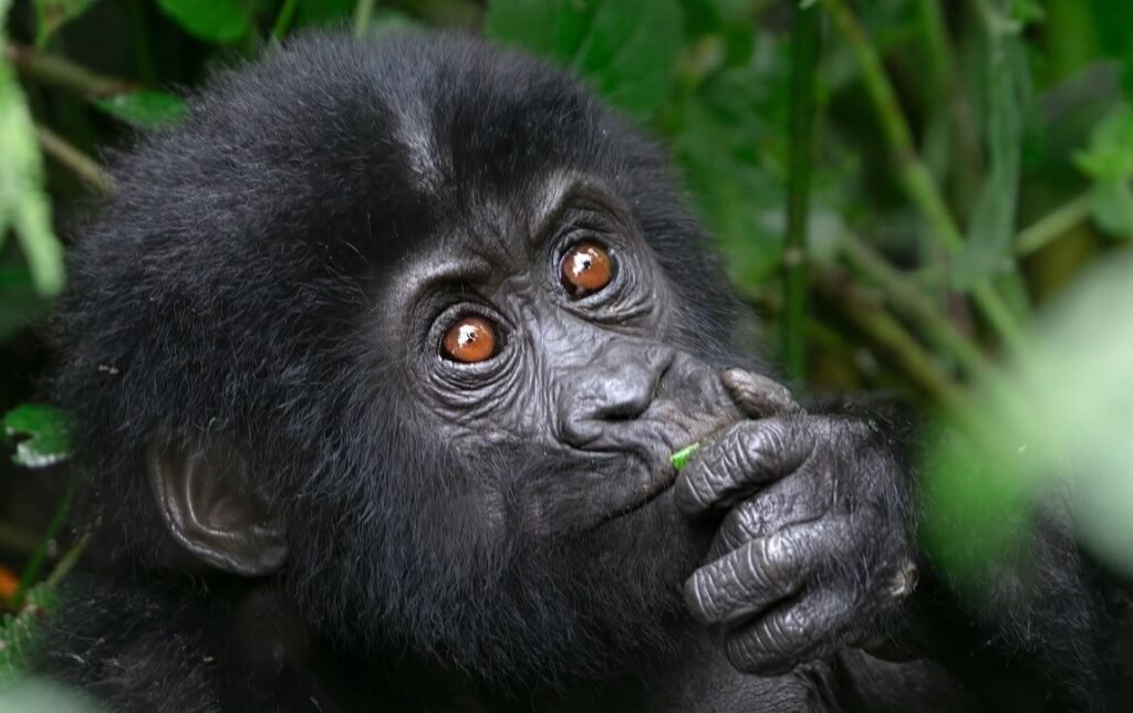 A young mountain gorilla curiously nibbling on a leaf while looking upward in the rainforest.