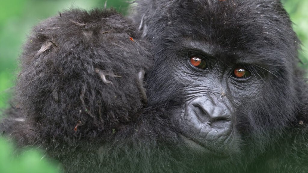 Close-up of a mountain gorilla’s face in the dense foliage of Bwindi, showing a thoughtful expression and detailed facial features.