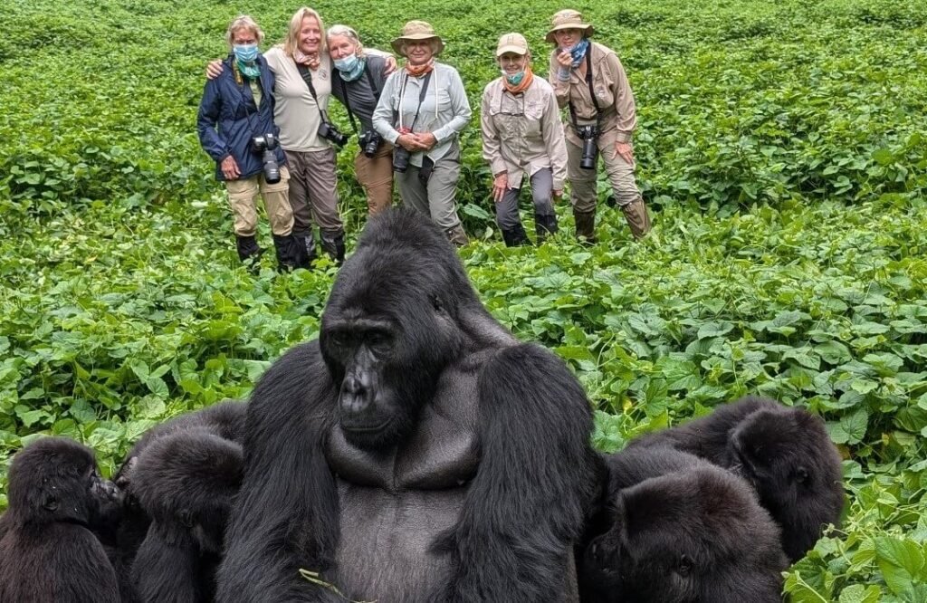 A massive silverback gorilla sitting in a clearing with several smaller gorillas, while a group of trekkers watches from the background.