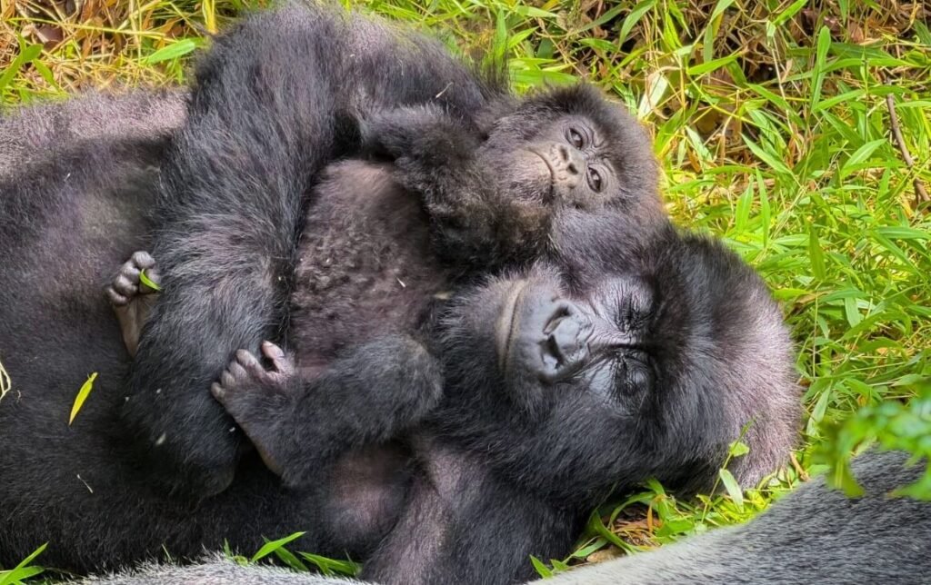 A mountain gorilla mother and infant resting together in the dense foliage of Mgahinga Gorilla National Park.