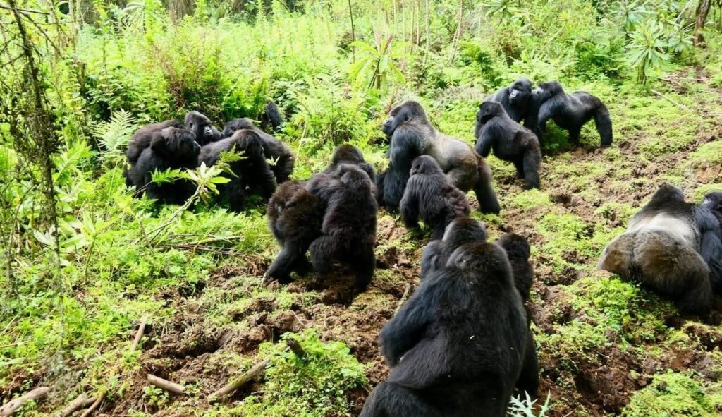A peaceful family group of mountain gorillas resting and foraging together in the dense vegetation of Bwindi Impenetrable National Park.