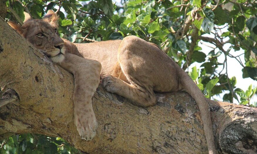 Tree-climbing lion perched on a thick branch in the Ishasha sector of Queen Elizabeth National Park Uganda