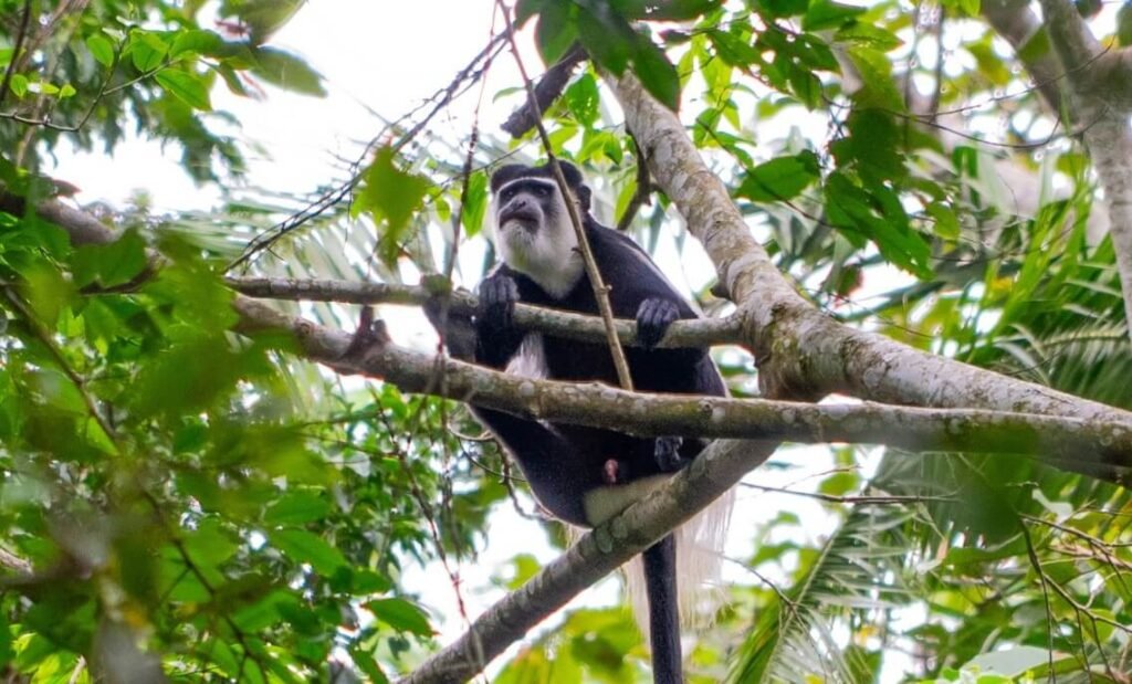 A primate perched in the forest canopy inside Kibale National Park, Uganda