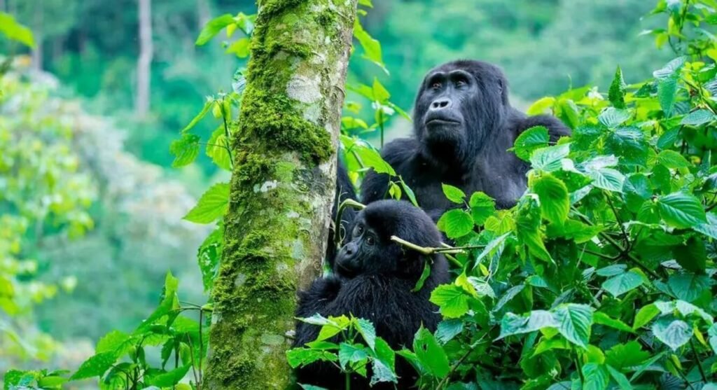 A mountain gorilla mother sitting in the brush with her small infant clinging to her back, partially obscured by bright green leaves.