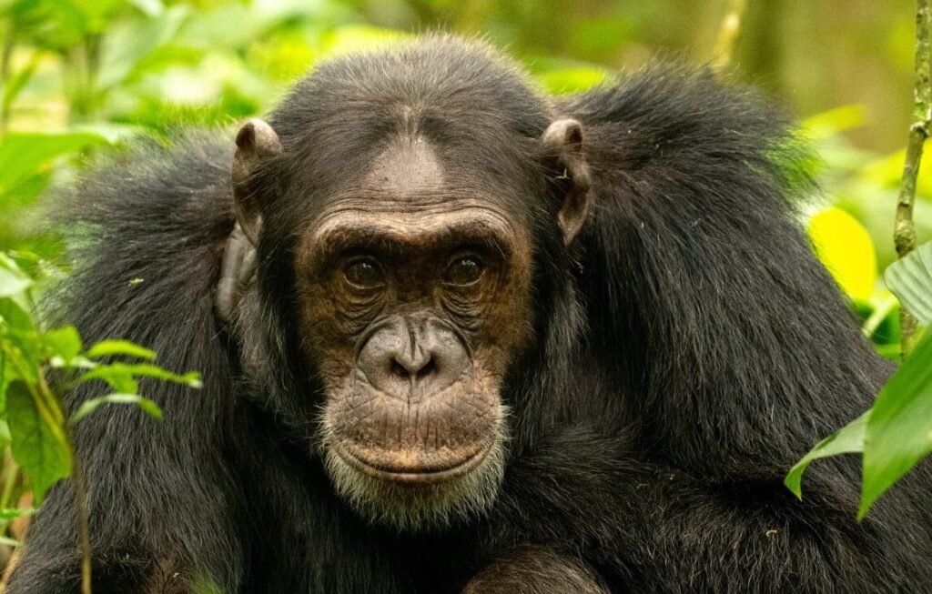 An older adult chimpanzee photographed up close in the forest of Kibale National Park