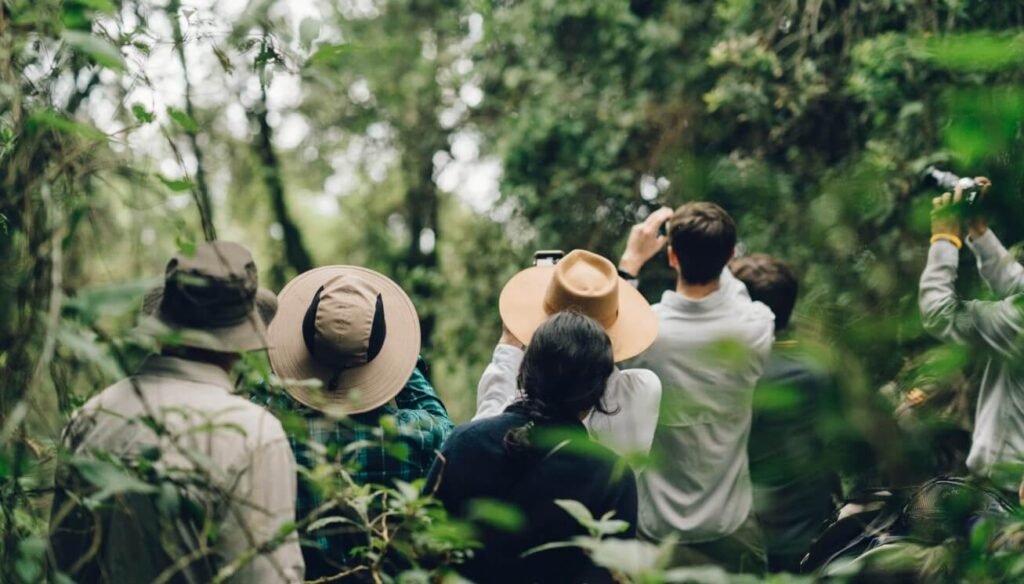 Trekkers photographing a mountain gorilla family in Bwindi Impenetrable Forest, Uganda