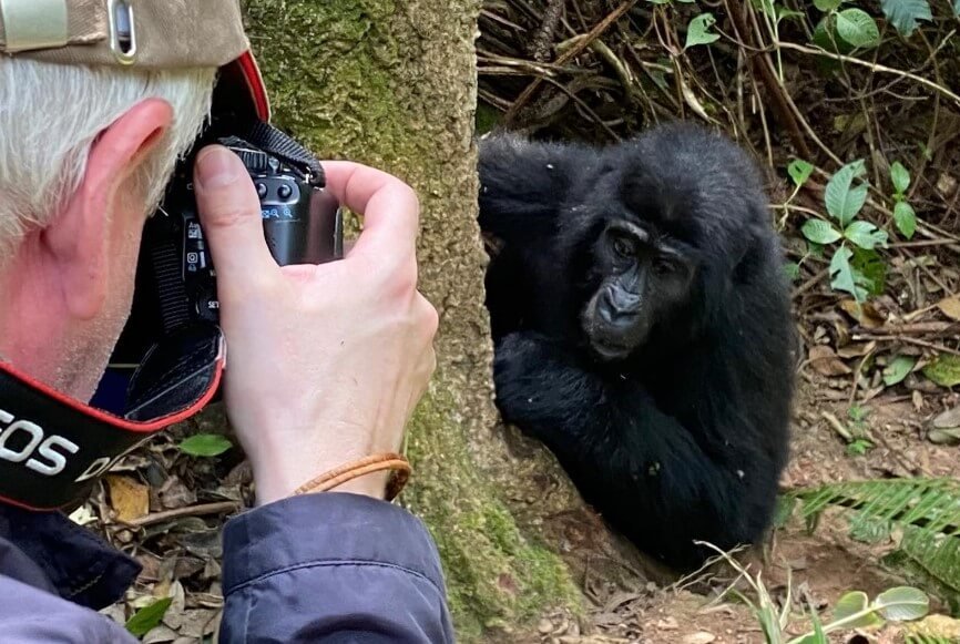 A close-up of a photographer’s camera lens focused on a young mountain gorilla in the brush.