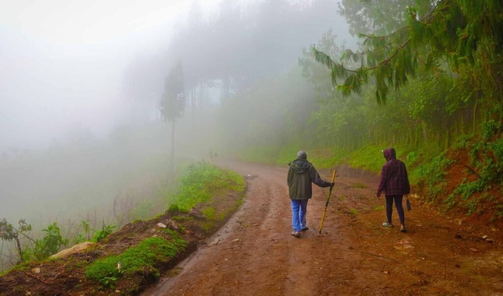 Misty forest trail in Bwindi Impenetrable Forest during the rainy season, Uganda